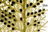 Halopteris filicina5